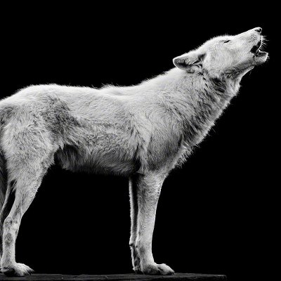 150822-00236-howling   Wolf Ademeit