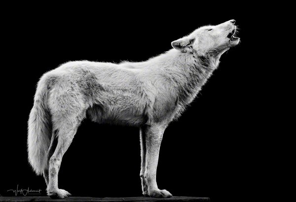 150822-00236-howling   Wolf Ademeit