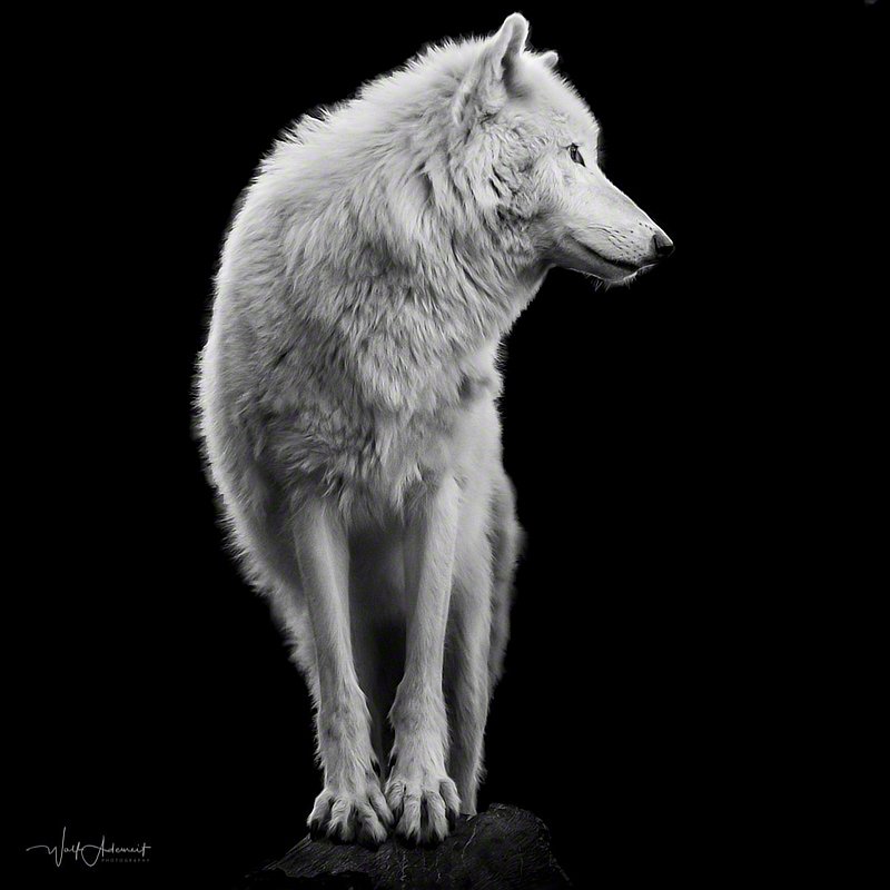 190503-01017-arctic_wolf   Wolf Ademeit