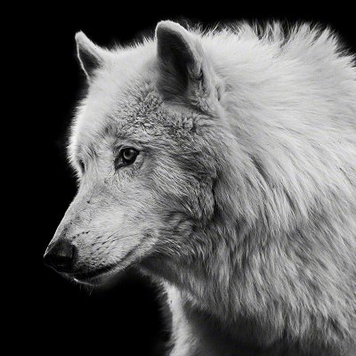 190503-01039-arctic_wolf   Wolf Ademeit