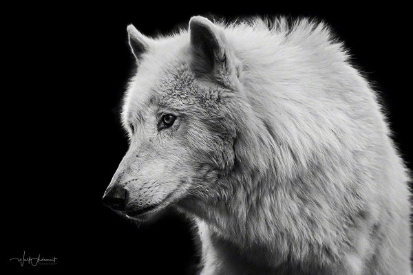 190503-01039-arctic_wolf   Wolf Ademeit
