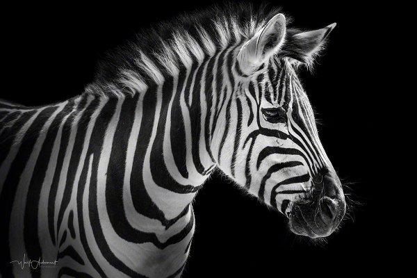 090524-00553-zebra_portrait   Wolf Ademeit