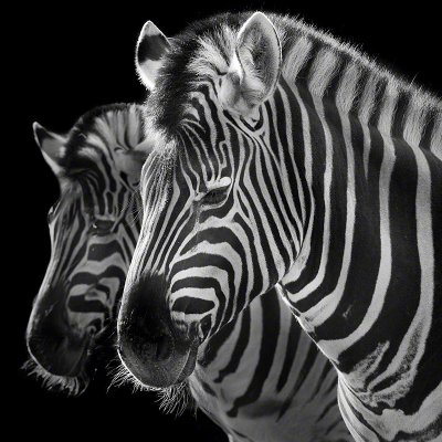 100306-00631-zebras   Wolf Ademeit