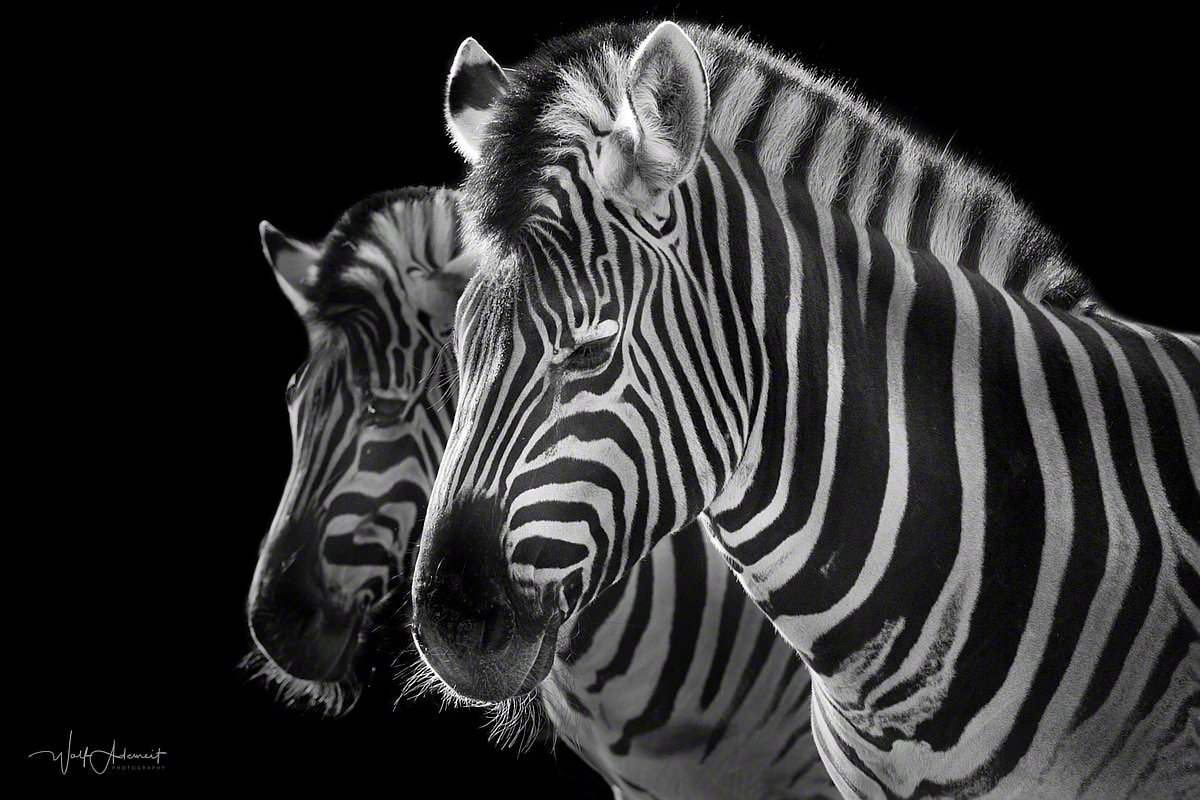 100306-00631-zebras   Wolf Ademeit