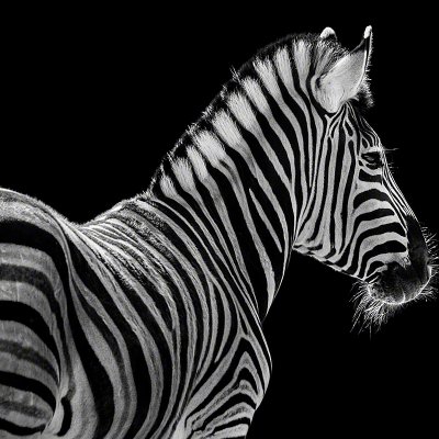 170809-00154-zebra_portrait   Wolf Ademeit