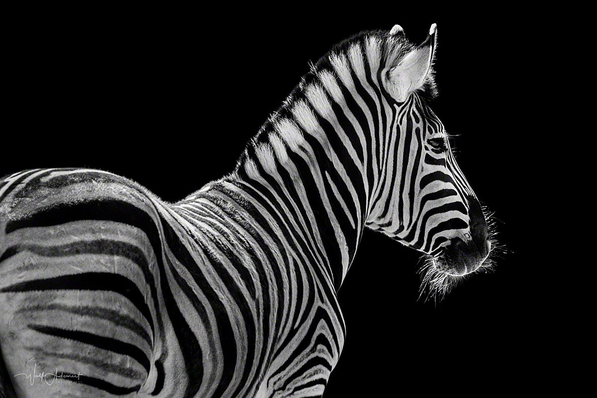 170809-00154-zebra_portrait   Wolf Ademeit
