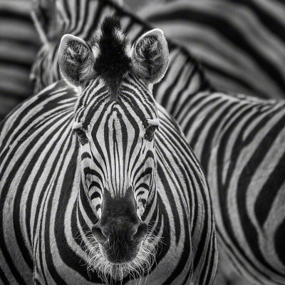 180126-00637-zebra_stripes   Wolf Ademeit