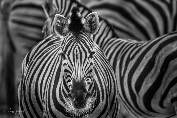 180126-00637-zebra_stripes   Wolf Ademeit