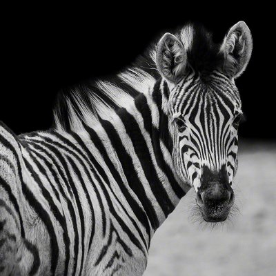 180219-00027-black_and_white   Wolf Ademeit